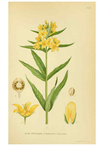 Reproducción/Reproduction 6029368458: Billeder af nordens flora. v.1 København,G.E.C. Gad's forlag,1917-1927