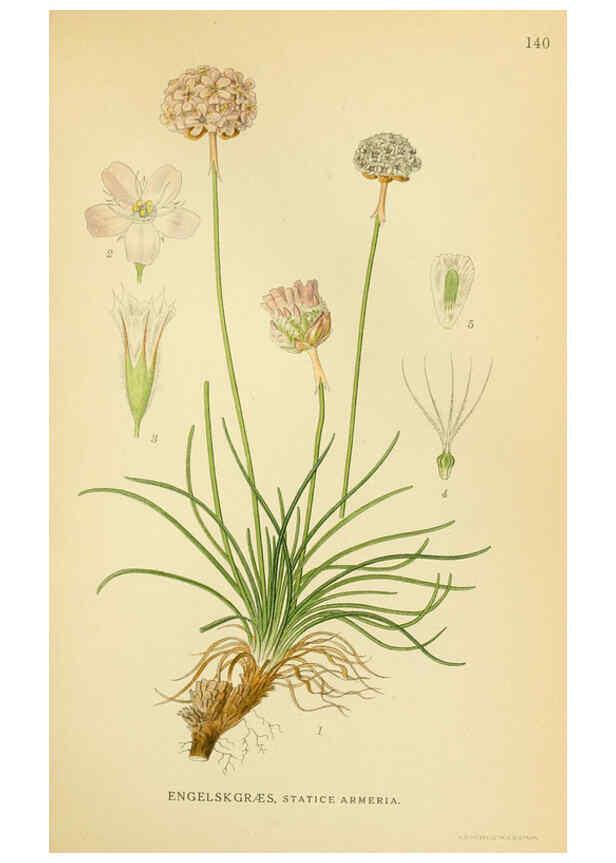 Reproducción/Reproduction 6029370948: Billeder af nordens flora. v.1 København,G.E.C. Gad's forlag,1917-1927