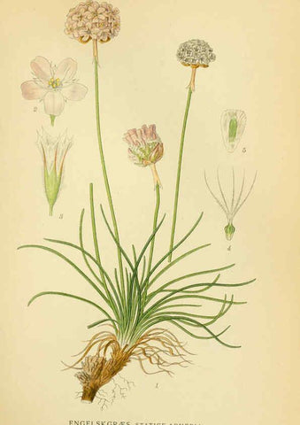 Reproducción/Reproduction 6029370948: Billeder af nordens flora. v.1 København,G.E.C. Gad's forlag,1917-1927