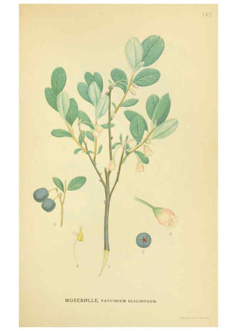 Reproducción/Reproduction 6029371492: Billeder af nordens flora. v.1 København,G.E.C. Gad's forlag,1917-1927