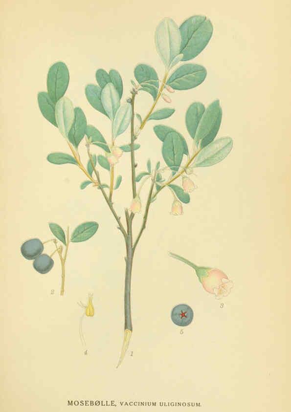 Reproducción/Reproduction 6029371492: Billeder af nordens flora. v.1 København,G.E.C. Gad's forlag,1917-1927