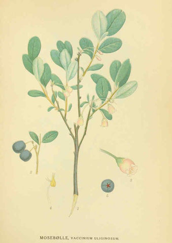 Reproducción/Reproduction 6029371492: Billeder af nordens flora. v.1 København,G.E.C. Gad's forlag,1917-1927