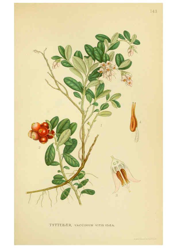 Reproducción/Reproduction 6028819187: Billeder af nordens flora. v.1 København,G.E.C. Gad's forlag,1917-1927