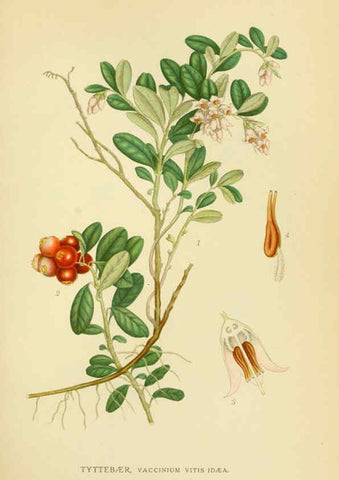 Reproducción/Reproduction 6028819187: Billeder af nordens flora. v.1 København,G.E.C. Gad's forlag,1917-1927