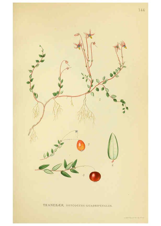 Reproducción/Reproduction 6028819427: Billeder af nordens flora. v.1 København,G.E.C. Gad's forlag,1917-1927