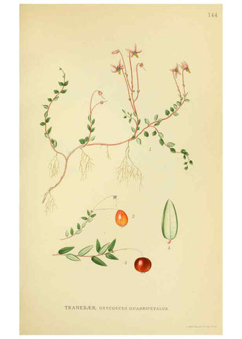 Reproducción/Reproduction 6028819427: Billeder af nordens flora. v.1 København,G.E.C. Gad's forlag,1917-1927