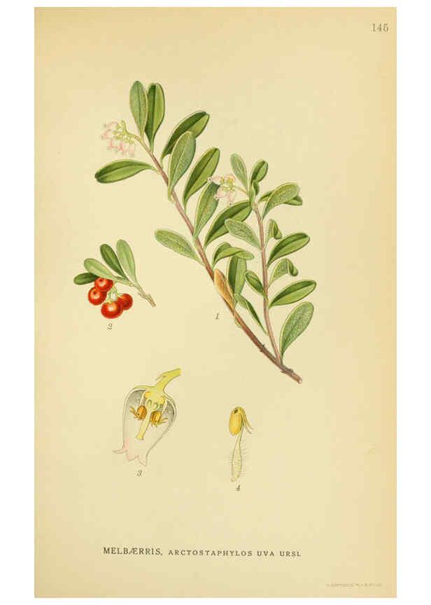 Reproducción/Reproduction 6028819747: Billeder af nordens flora. v.1 København,G.E.C. Gad's forlag,1917-1927