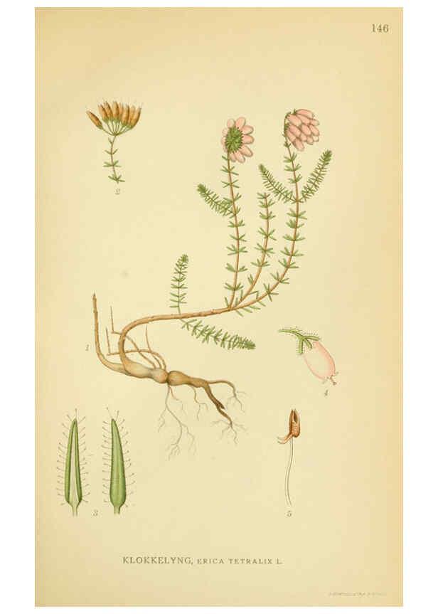 Reproducción/Reproduction 6028820067: Billeder af nordens flora. v.1 København,G.E.C. Gad's forlag,1917-1927
