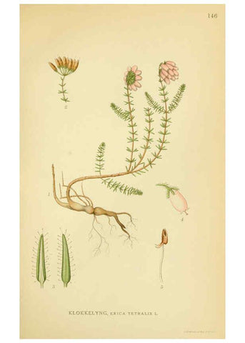 Reproducción/Reproduction 6028820067: Billeder af nordens flora. v.1 København,G.E.C. Gad's forlag,1917-1927