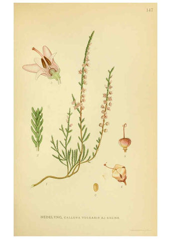 Reproducción/Reproduction 6028820293: Billeder af nordens flora. v.1 København,G.E.C. Gad's forlag,1917-1927