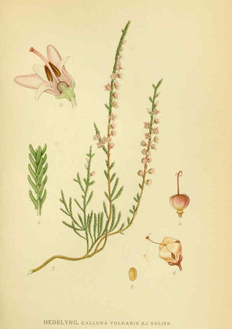 Reproducción/Reproduction 6028820293: Billeder af nordens flora. v.1 København,G.E.C. Gad's forlag,1917-1927