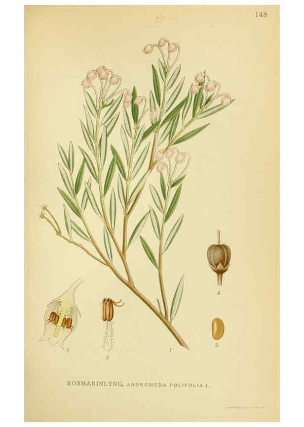 Reproducción/Reproduction 6029373072: Billeder af nordens flora. v.1 København,G.E.C. Gad's forlag,1917-1927