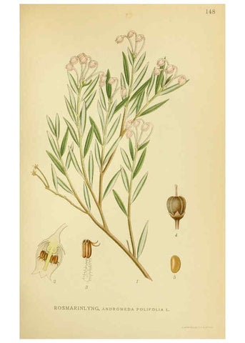 Reproducción/Reproduction 6029373072: Billeder af nordens flora. v.1 København,G.E.C. Gad's forlag,1917-1927