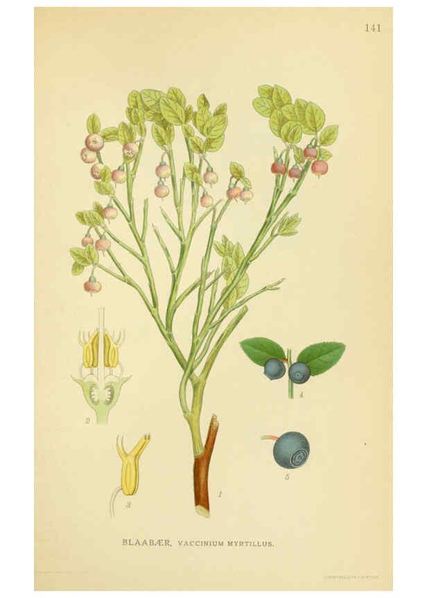 Reproducción/Reproduction 6028818667: Billeder af nordens flora. v.1 København,G.E.C. Gad's forlag,1917-1927
