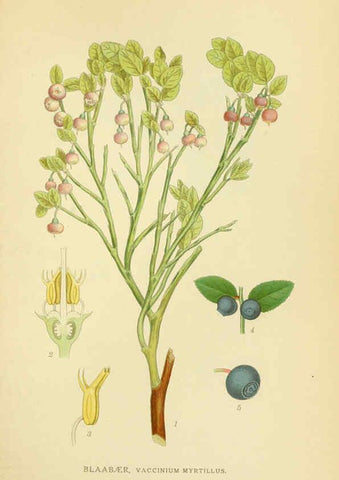 Reproducción/Reproduction 6028818667: Billeder af nordens flora. v.1 København,G.E.C. Gad's forlag,1917-1927