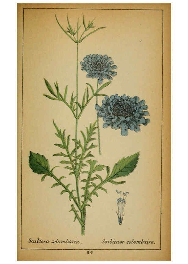 Reproducción/Reproduction 6032226542: Choix de plantes de l'Europe centrale et particulièrement de la Suisse et de la Savoie Genève,F. Richard,1878