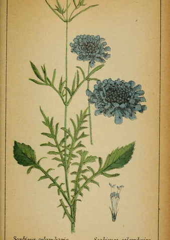 Reproducción/Reproduction 6032226542: Choix de plantes de l'Europe centrale et particulièrement de la Suisse et de la Savoie Genève,F. Richard,1878