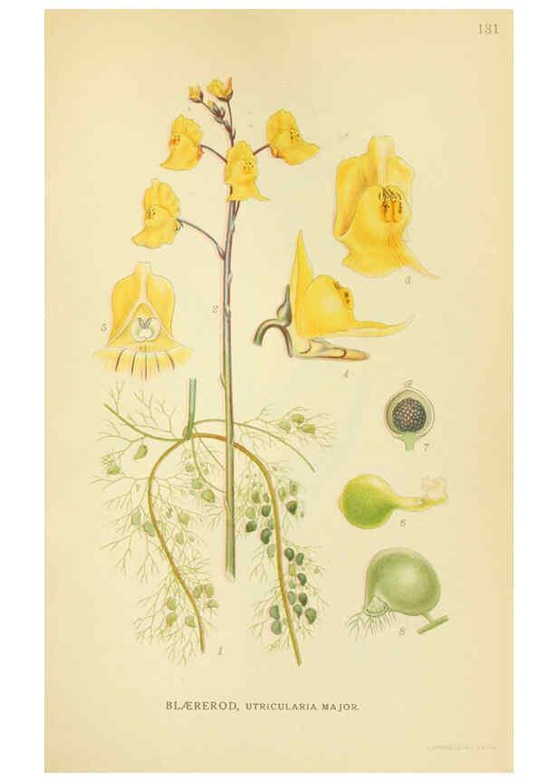 Reproducción/Reproduction 6029368230: Billeder af nordens flora. v.1 København,G.E.C. Gad's forlag,1917-1927