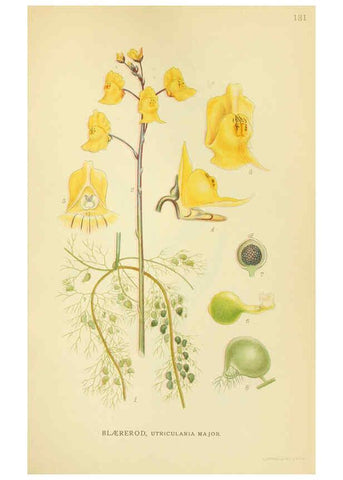 Reproducción/Reproduction 6029368230: Billeder af nordens flora. v.1 København,G.E.C. Gad's forlag,1917-1927