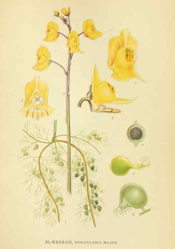 Reproducción/Reproduction 6029368230: Billeder af nordens flora. v.1 København,G.E.C. Gad's forlag,1917-1927