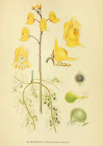 Reproducción/Reproduction 6029368230: Billeder af nordens flora. v.1 København,G.E.C. Gad's forlag,1917-1927