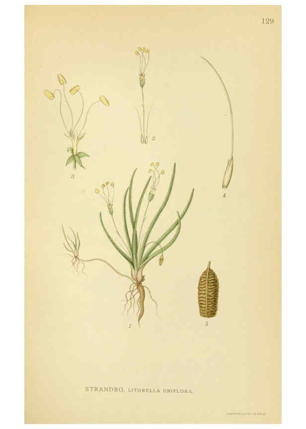 Reproducción/Reproduction 6029367668: Billeder af nordens flora. v.1 København,G.E.C. Gad's forlag,1917-1927