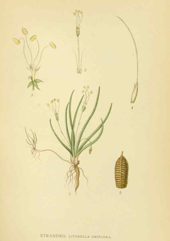 Reproducción/Reproduction 6029367668: Billeder af nordens flora. v.1 København,G.E.C. Gad's forlag,1917-1927