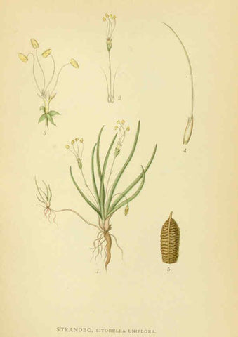 Reproducción/Reproduction 6029367668: Billeder af nordens flora. v.1 København,G.E.C. Gad's forlag,1917-1927