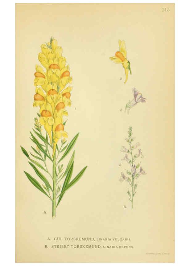 Reproducción/Reproduction 6029362858: Billeder af nordens flora. v.1 København,G.E.C. Gad's forlag,1917-1927