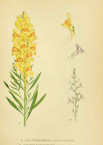 Reproducción/Reproduction 6029362858: Billeder af nordens flora. v.1 København,G.E.C. Gad's forlag,1917-1927