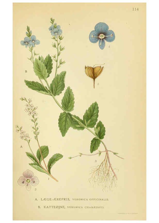 Reproducción/Reproduction 6028810737: Billeder af nordens flora. v.1 København,G.E.C. Gad's forlag,1917-1927