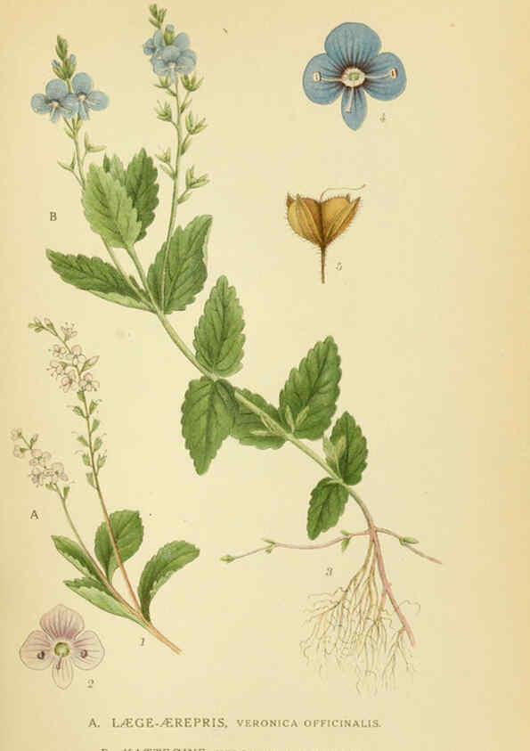 Reproducción/Reproduction 6028810737: Billeder af nordens flora. v.1 København,G.E.C. Gad's forlag,1917-1927