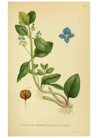 Reproducción/Reproduction 6029363374: Billeder af nordens flora. v.1 København,G.E.C. Gad's forlag,1917-1927