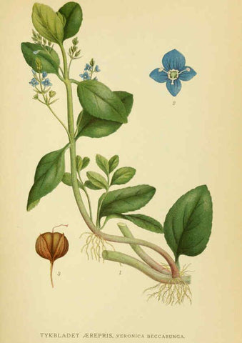 Reproducción/Reproduction 6029363374: Billeder af nordens flora. v.1 København,G.E.C. Gad's forlag,1917-1927