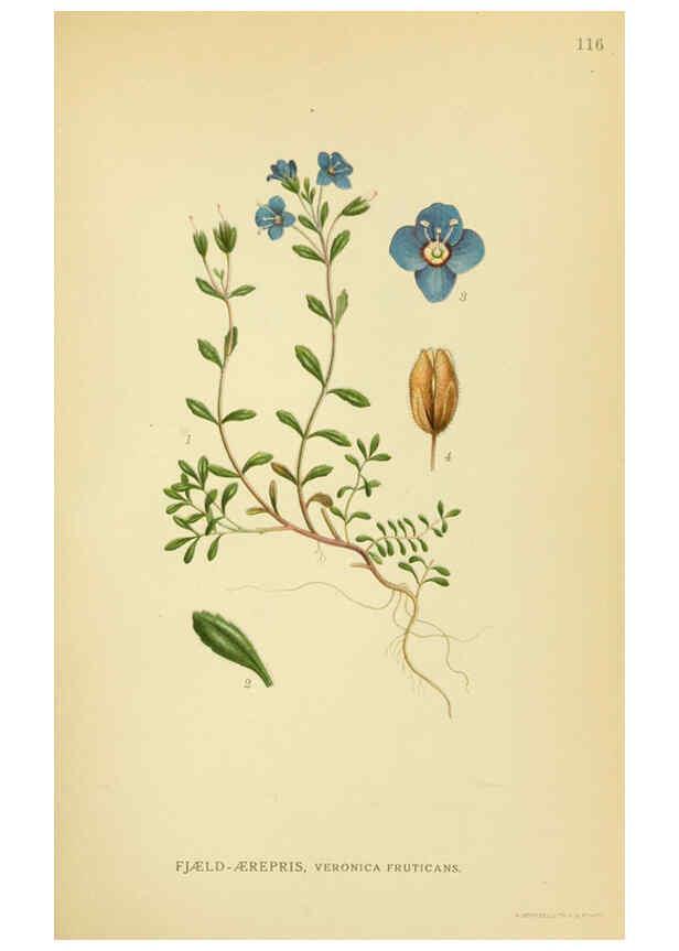 Reproducción/Reproduction 6029363630: Billeder af nordens flora. v.1 København,G.E.C. Gad's forlag,1917-1927