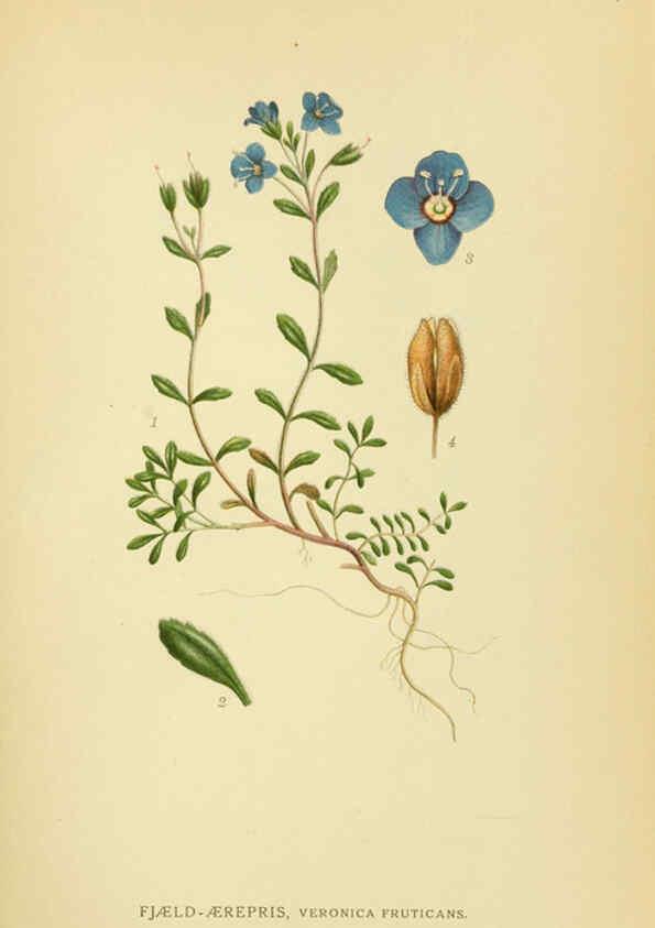 Reproducción/Reproduction 6029363630: Billeder af nordens flora. v.1 København,G.E.C. Gad's forlag,1917-1927