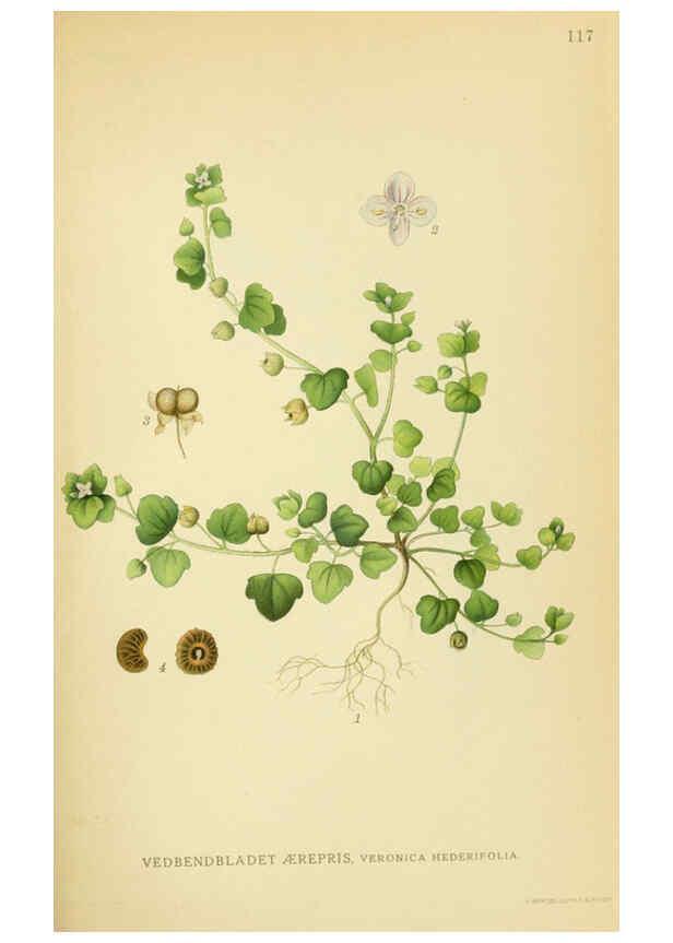 Reproducción/Reproduction 6028811467: Billeder af nordens flora. v.1 København,G.E.C. Gad's forlag,1917-1927