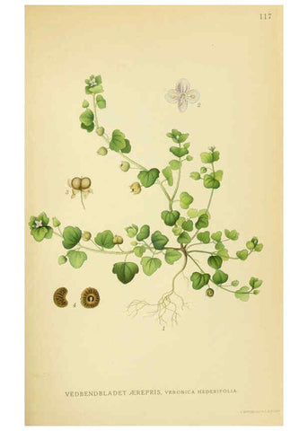 Reproducción/Reproduction 6028811467: Billeder af nordens flora. v.1 København,G.E.C. Gad's forlag,1917-1927
