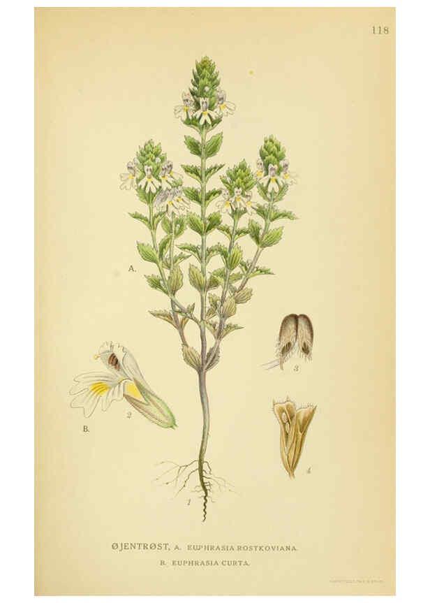 Reproducción/Reproduction 6029364104: Billeder af nordens flora. v.1 København,G.E.C. Gad's forlag,1917-1927