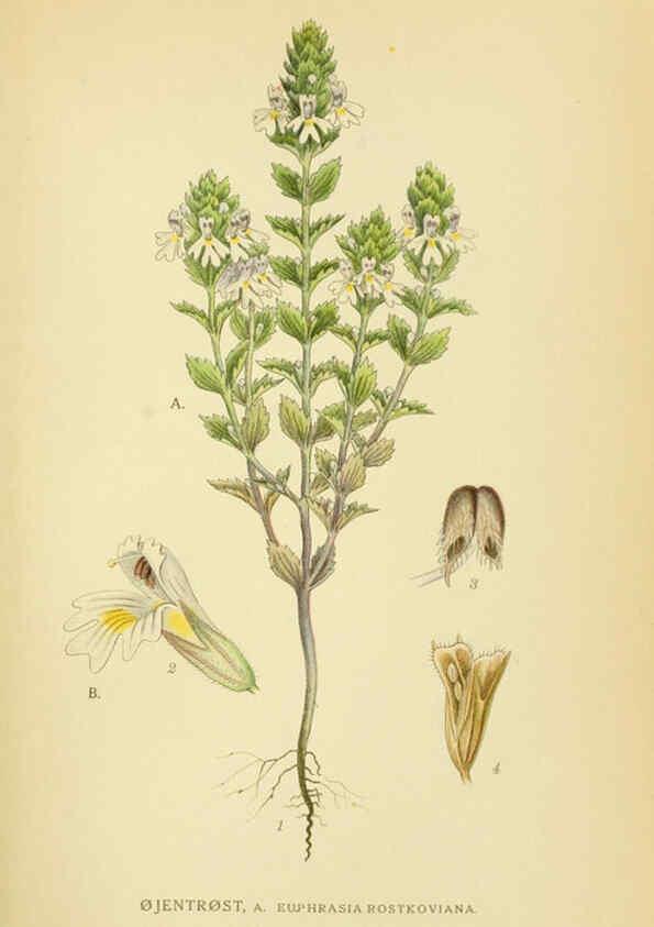Reproducción/Reproduction 6029364104: Billeder af nordens flora. v.1 København,G.E.C. Gad's forlag,1917-1927