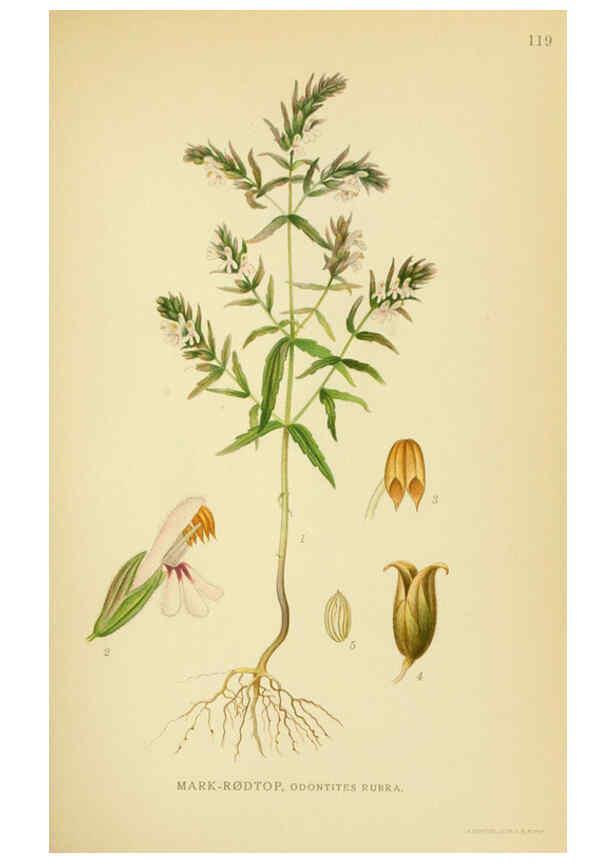 Reproducción/Reproduction 6028812057: Billeder af nordens flora. v.1 København,G.E.C. Gad's forlag,1917-1927