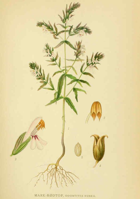 Reproducción/Reproduction 6028812057: Billeder af nordens flora. v.1 København,G.E.C. Gad's forlag,1917-1927