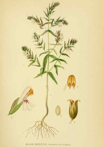 Reproducción/Reproduction 6028812057: Billeder af nordens flora. v.1 København,G.E.C. Gad's forlag,1917-1927