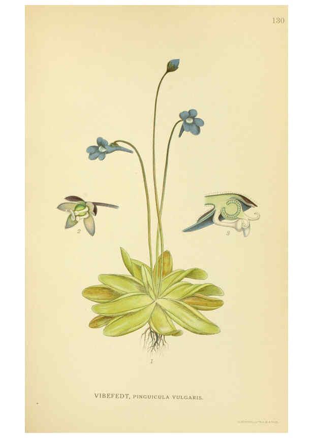 Reproducción/Reproduction 6028815357: Billeder af nordens flora. v.1 København,G.E.C. Gad's forlag,1917-1927