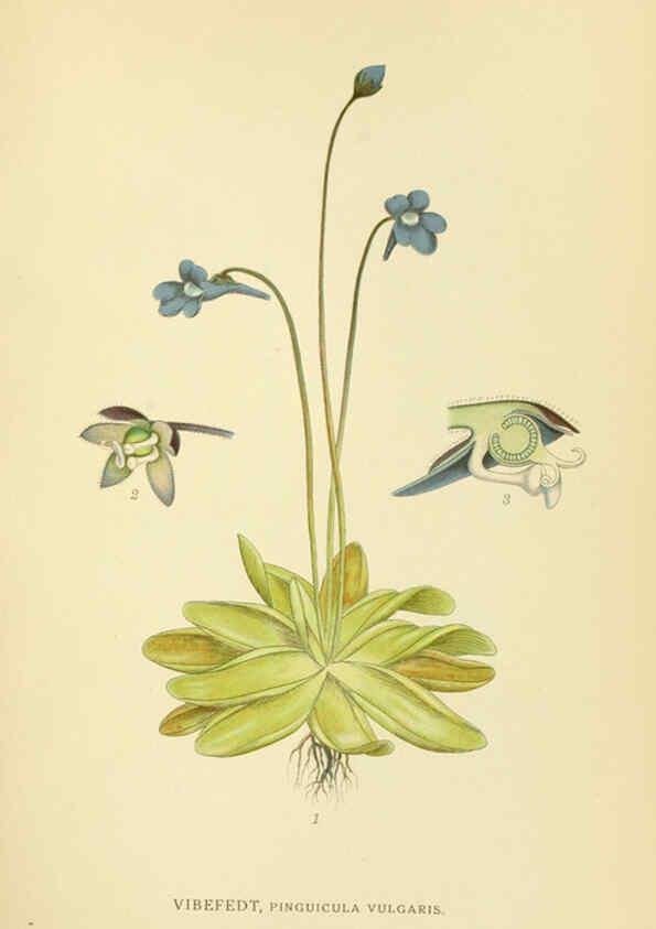 Reproducción/Reproduction 6028815357: Billeder af nordens flora. v.1 København,G.E.C. Gad's forlag,1917-1927