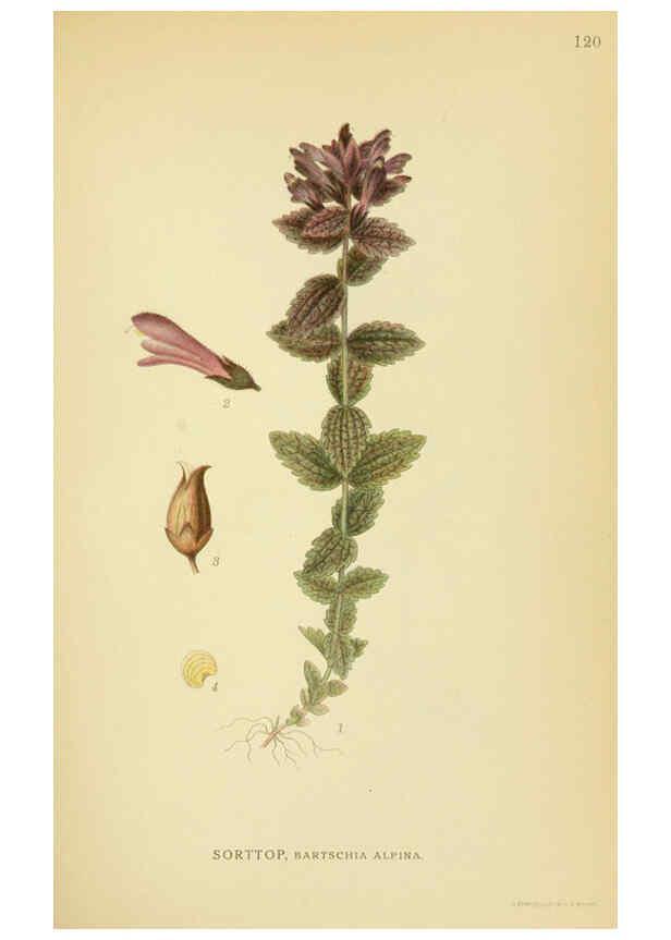 Reproducción/Reproduction 6029364936: Billeder af nordens flora. v.1 København,G.E.C. Gad's forlag,1917-1927