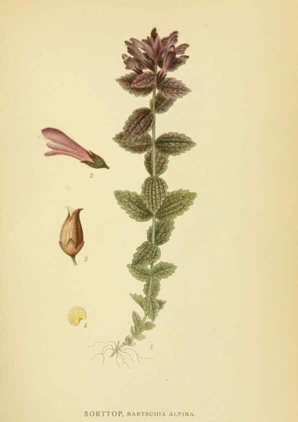 Reproducción/Reproduction 6029364936: Billeder af nordens flora. v.1 København,G.E.C. Gad's forlag,1917-1927
