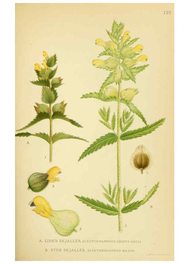 Reproducción/Reproduction 6028813005: Billeder af nordens flora. v.1 København,G.E.C. Gad's forlag,1917-1927