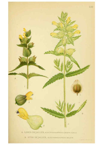 Reproducción/Reproduction 6028813005: Billeder af nordens flora. v.1 København,G.E.C. Gad's forlag,1917-1927