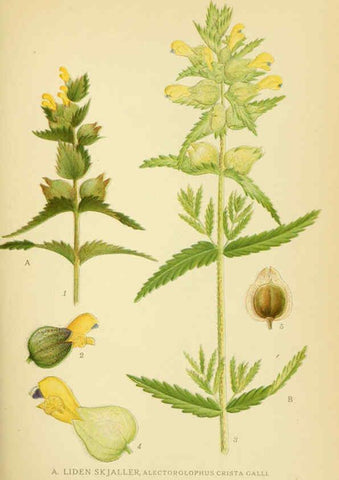 Reproducción/Reproduction 6028813005: Billeder af nordens flora. v.1 København,G.E.C. Gad's forlag,1917-1927